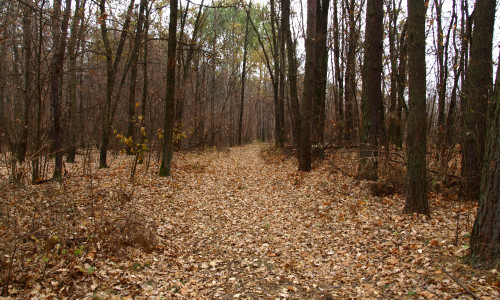 Dull,,Bleak,And,Deserted,Forest,In,Late,Autumn.,Fall,Forest