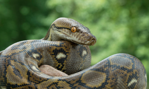 Un băiețel de cinci ani a fost atacat și târât într-o piscină de un piton/ Shutterstock