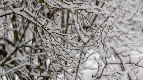 Branch,Of,A,Tree,In,Snow