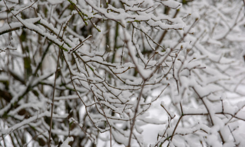 Branch,Of,A,Tree,In,Snow