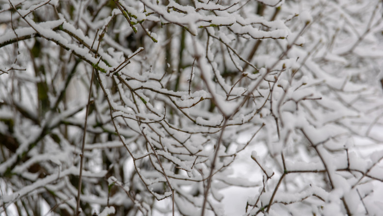 Branch,Of,A,Tree,In,Snow
