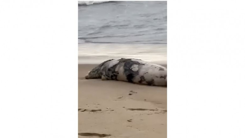 foca esuata marea caspica