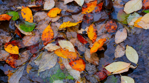 Nice,Autumn,Leafage,Float,In,Water