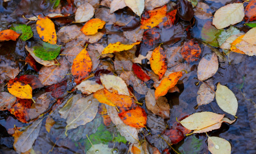 Nice,Autumn,Leafage,Float,In,Water