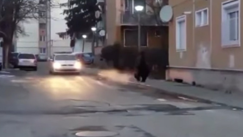 Un urs s-a plimbat nestingherit pe străzile din Sovata