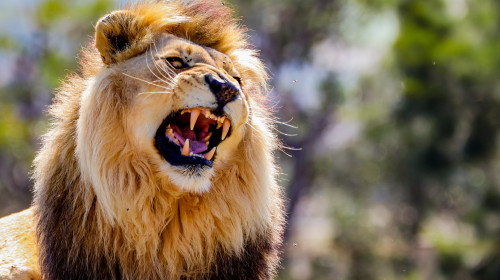 Trei lei au fost ucişi după ce au încercat să evadeze dintr-o bază paramilitară din Sudan/ Shutterstock
