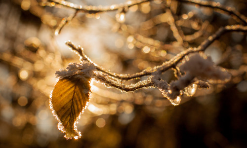 Leaves,And,Branches,In,Cold,Weather,With,Frost,And,Small