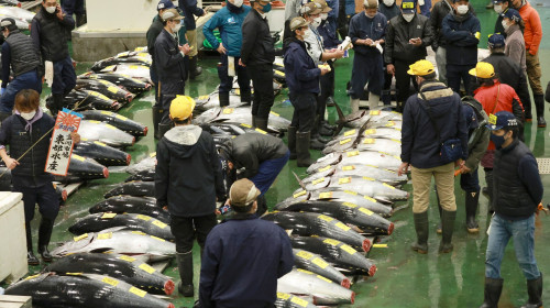 Tuna Fetches 36.04 M. Yen in New Year Auction in Tokyo