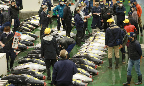 Tuna Fetches 36.04 M. Yen in New Year Auction in Tokyo