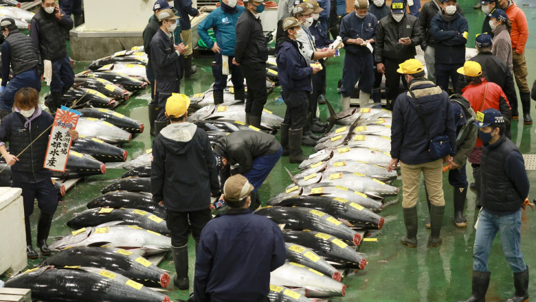 Tuna Fetches 36.04 M. Yen in New Year Auction in Tokyo