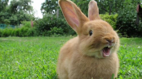 Un tânăr a fost reţinut pentru că folosea iepuri vii la dresarea unor câini/ Shutterstock