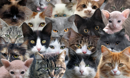 A,Lot,Of,Cats,Of,Different,Breeds