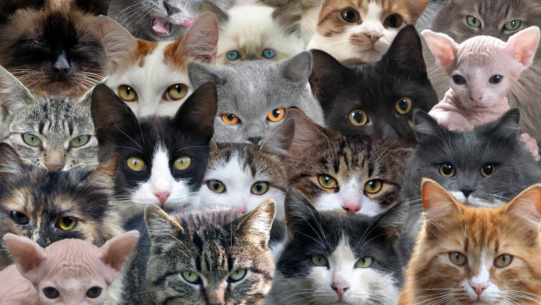 A,Lot,Of,Cats,Of,Different,Breeds