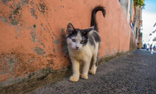 Doi minori au torturat mai multe pisici fără pic de milă/ Shutterstock