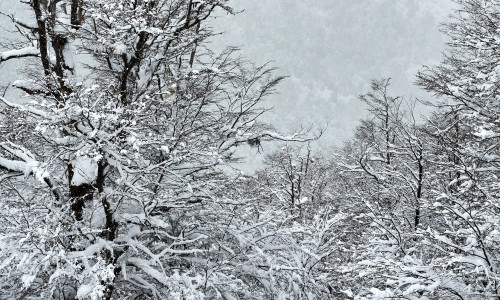 White,Snowy,Forest,With,Trees,And,Vegetation,Covered,In,Snow.