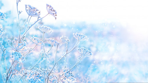 Beautiful,Gentle,Winter,Landscape.,Frozen,Grass,On,Snowy,Natural,Background.