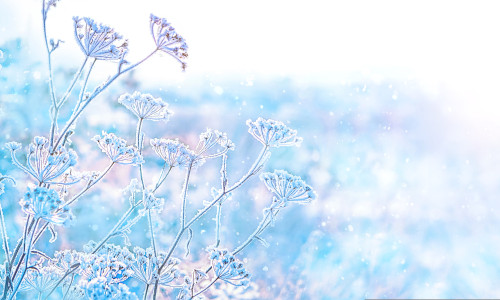 Beautiful,Gentle,Winter,Landscape.,Frozen,Grass,On,Snowy,Natural,Background.