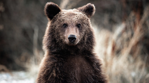 Portrait,Of,A,Young,Brown,Bear,In,The,Forest.,Looking