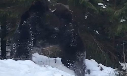 Doi urși se bat