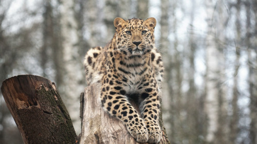 Amur,Leopard,In,Open-air,Cage