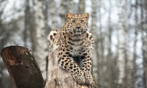 Amur,Leopard,In,Open-air,Cage