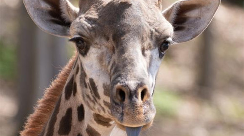 girafa parker