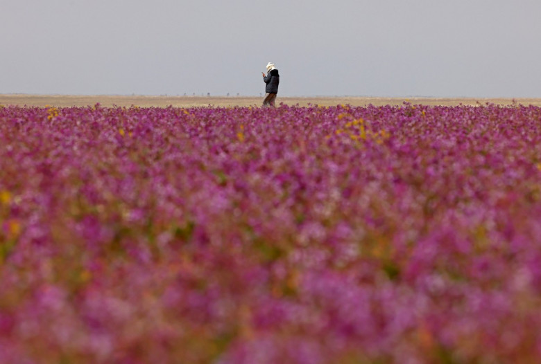 desert