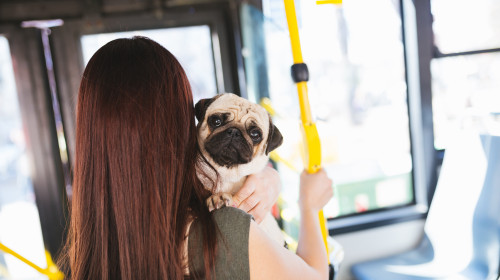 Animalele de companie în mijloacele de transport în comun/ Shutterstock