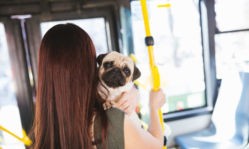 Animalele de companie în mijloacele de transport în comun/ Shutterstock