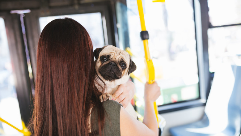 Animalele de companie în mijloacele de transport în comun/ Shutterstock
