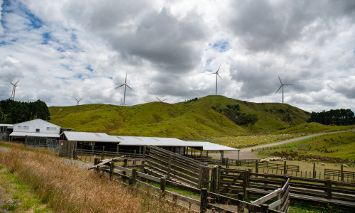 Un saivan s-a prăbuşit peste o turmă de oi/ Shutterstock