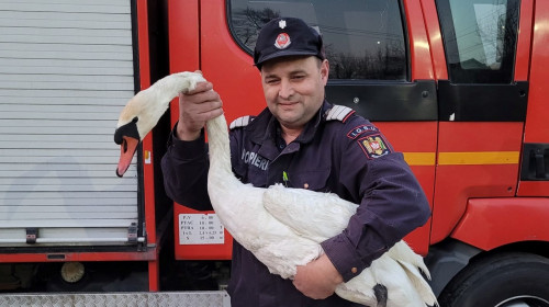 Lebădă salvată