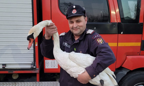 Lebădă salvată