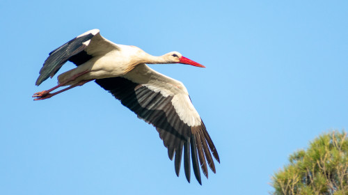 Close-up,Shot,Of,White,Stork,(ciconia,Ciconia),Flying