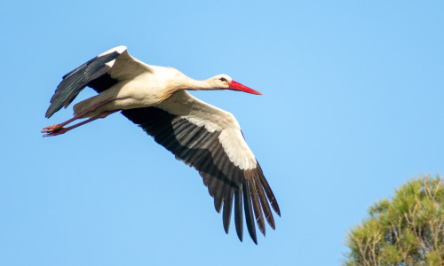 Close-up,Shot,Of,White,Stork,(ciconia,Ciconia),Flying