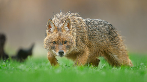 Portrait,Of,Golden,Jackal