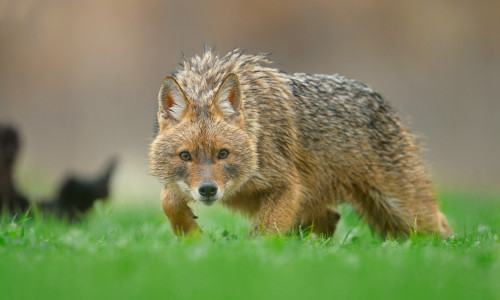 Portrait,Of,Golden,Jackal