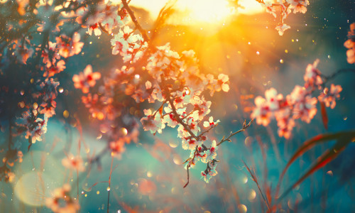 Spring,Blossom,Background.,Beautiful,Nature,Scene,With,Blooming,Tree,And