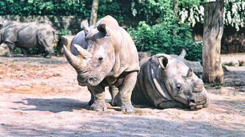 Northern,White,Rhinoceros,,Ceratotherium,Simum,Cottoni,,Today,Only,The,Last