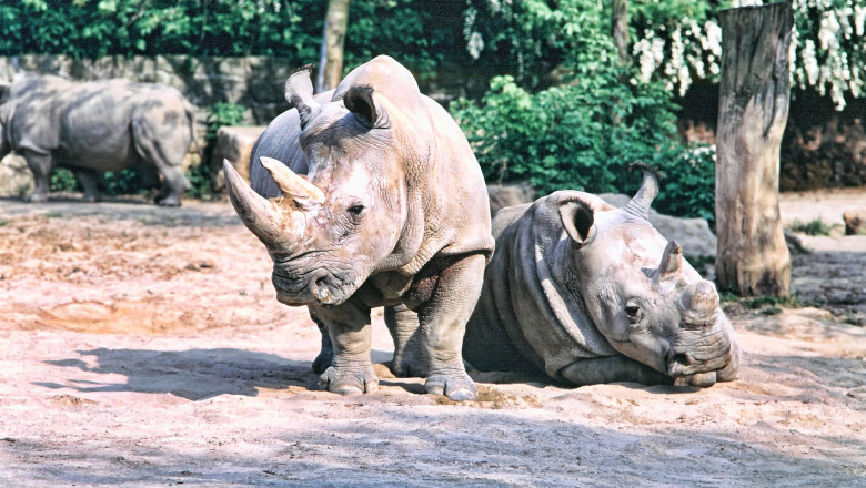 Northern,White,Rhinoceros,,Ceratotherium,Simum,Cottoni,,Today,Only,The,Last