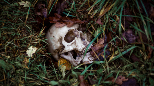 Craniu în pădure/ Imagine reprezentativă Shutterstock