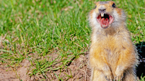 Gopher,Screams,In,The,Meadow,,Closeup,,Gopher,Climbed,Out,Of