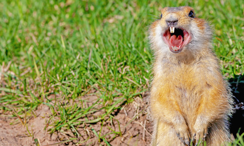 Gopher,Screams,In,The,Meadow,,Closeup,,Gopher,Climbed,Out,Of