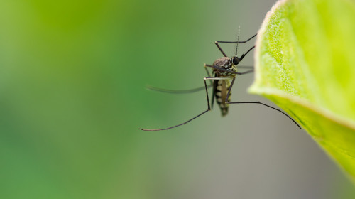 Aedes,Aegypti,Mosquito.,Close,Up,A,Mosquito,On,Leaf,