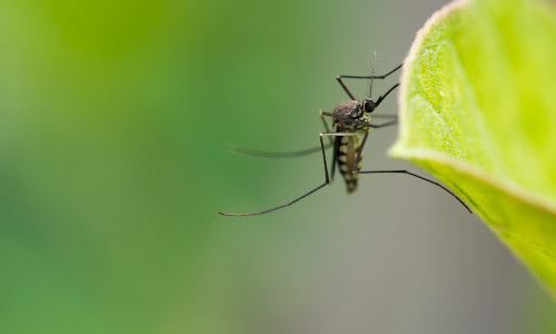 Aedes,Aegypti,Mosquito.,Close,Up,A,Mosquito,On,Leaf,