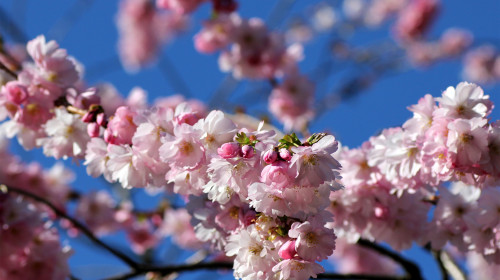Ornamental,Cherry,Blossom,(prunus,Cerrulata)