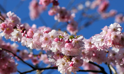 Ornamental,Cherry,Blossom,(prunus,Cerrulata)