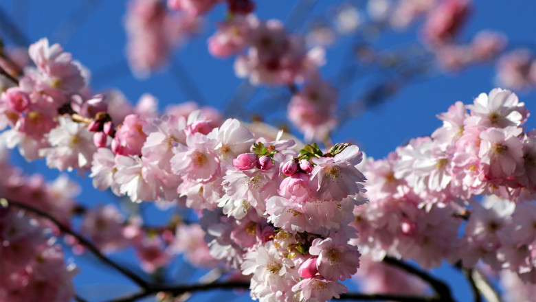 Ornamental,Cherry,Blossom,(prunus,Cerrulata)