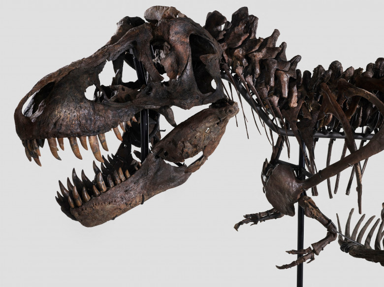 Entire T. rex skeleton sells for $6.2 million (USD) as only third of its kind to ever go up for auction