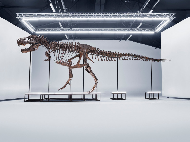 Entire T. rex skeleton sells for $6.2 million (USD) as only third of its kind to ever go up for auction
